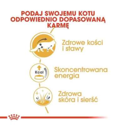 ROYAL CANIN FBN Maine Coon - Cat wet food - sachet 12x 85g