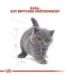 Royal Canin British Shorthair Kitten cats dry food 2 kg Poultry, Rice, Vegetable