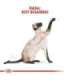 ROYAL CANIN Siamese Adult - dry cat food - 2 kg