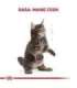 ROYAL CANIN Maine Coon Kitten - dry cat food - 2 kg