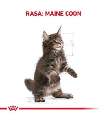 ROYAL CANIN Maine Coon Kitten - dry cat food - 2 kg