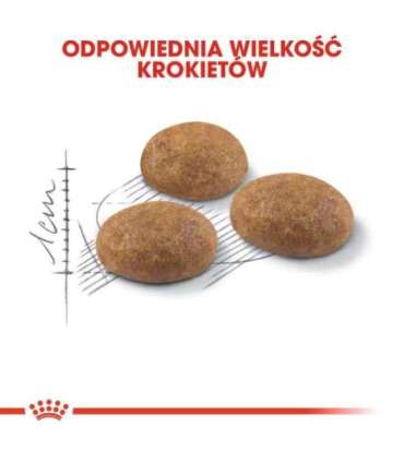 Royal Canin Active Life Outdoor cats dry food 4 kg Adult Poultry