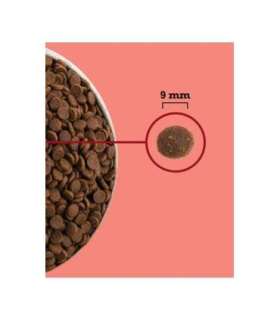 ACANA Highest Protein Indoor Cat - dry cat food - 4,5kg