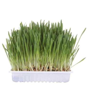 TRIXIE 4235 dog / cat treat 100 g