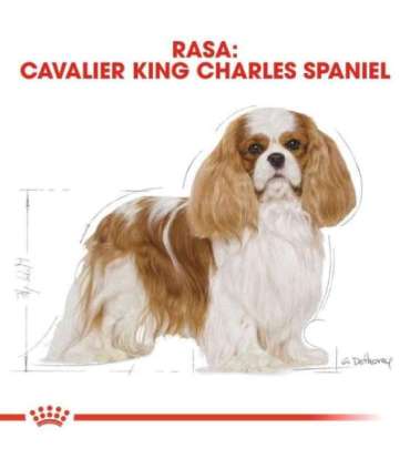 Dog Food Royal Canin SHN Breed Cavalier K C 1.5 kg