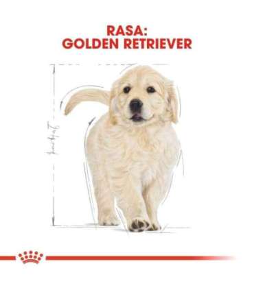 ROYAL CANIN Golden Retriever Puppy - dry dog food - 12 kg