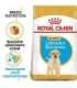 ROYAL CANIN SHN Breed Labrador Junior dry dog food - 12 kg