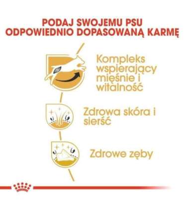 ROYAL CANIN Jack Russell Adult dry dog food - 1.5 kg