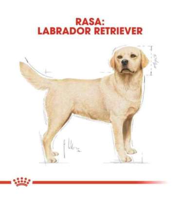 ROYAL CANIN Labrador Adult - dry dog food - 12 kg