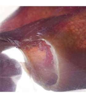 Dog chew PETMEX Pork ear 40g 1pc