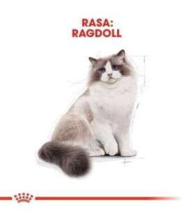 Royal Canin FBN Ragdoll Adult dry cat food 2 kg