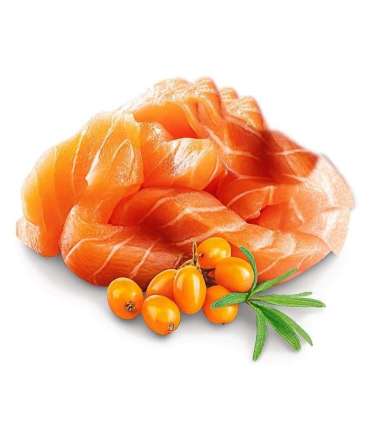 SHELMA Kitten with salmon in sauce - wet cat food - 85g