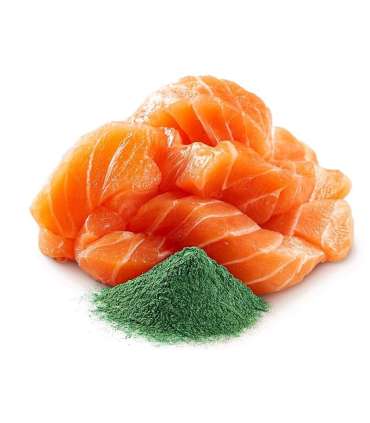 SHELMA with salmon in sauce - wet cat food - 85g