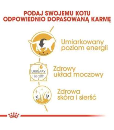 ROYAL CANIN British Shorthair packet 12x85g