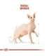 Royal Canin Sphynx dry cat food 2 kg