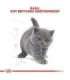 Royal Canin British Shorthair Kitten cats dry food 2 kg Poultry, Rice, Vegetable