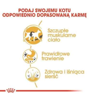 ROYAL CANIN Siamese Adult - dry cat food - 2 kg