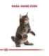 ROYAL CANIN Maine Coon Kitten - dry cat food - 2 kg