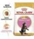 ROYAL CANIN Maine Coon Kitten - dry cat food - 2 kg