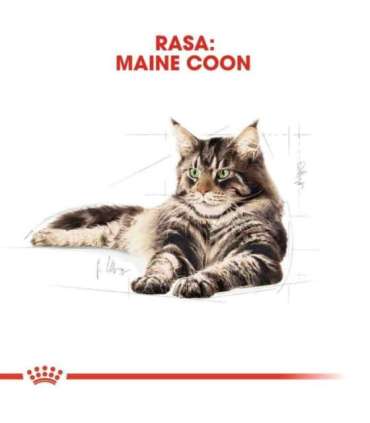 Royal Canin FBN Maine Coon Adult -  dry food for adult cats - 4kg
