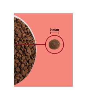 ACANA Highest Protein Indoor Cat - dry cat food - 4,5kg