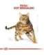ROYAL CANIN FBN Bengal Adult - dry cat food - 10kg
