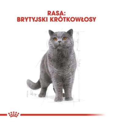 Royal Canin British Shorthair Adult cats dry food 4 kg