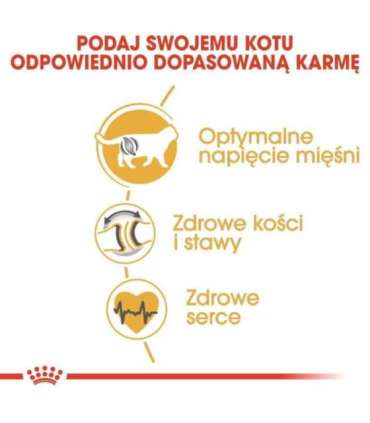 Royal Canin British Shorthair Adult cats dry food 4 kg