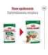 ROYAL CANIN Mini Adult - wet dog food - 12 x 85g