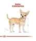 ROYAL CANIN BHN Chihuahua Adult dry dog food - 1.5 kg