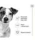 ROYAL CANIN Adult Mini S - dry dog food - 2kg