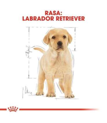 ROYAL CANIN SHN Breed Labrador Junior dry dog food - 12 kg
