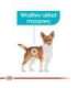 ROYAL CANIN Mini Urinary Care - dry dog food - 3 kg