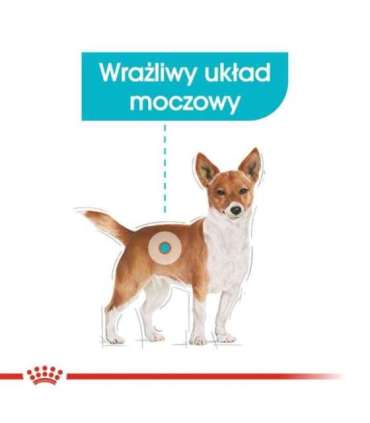 ROYAL CANIN Mini Urinary Care - dry dog food - 3 kg