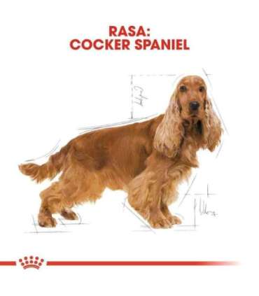 ROYAL CANIN Adult Cocker - dry dog food - 12 kg