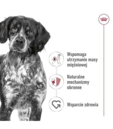 ROYAL CANIN Adult Medium - dry dog food - 4kg