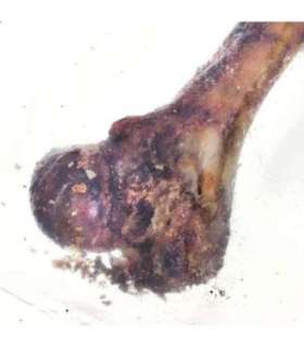 PETMEX Ham bone - dog chew - 1 pc(s)