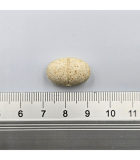 Game Dog AniFlexi MARINE V2 80 kapsułek