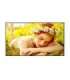 LG 4K UHD Signage 55UL5Q-E 55 " 500 cd/m² Landscape/Portrait 24/7 webOS Wi-Fi 178 ° 178 °