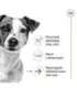 ROYAL CANIN Mini Ageing Adult +12 - dry dog food - 3,5 kg