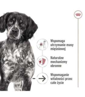 ROYAL CANIN SHN Medium Ageing Loaf Can 410g