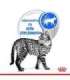 ROYAL CANIN FHN Indoor jelly - wet food for adult cats - 12x85g