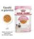 Royal Canin FHN Kitten Instinctive in sauce - wet food for kittens - 12x85g