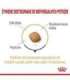Royal Canin Pomeranian Adult - dry food for dogs - 3 kg