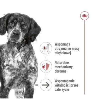 ROYAL CANIN SHN Medium Ageing Loaf Can 410g