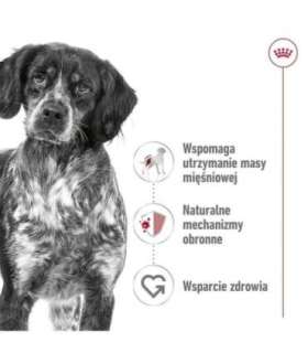 ROYAL CANIN SHN Medium Adult Loaf Can 410g