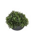 Roheline taim IN GARDEN, D24xH19cm, hallis potis