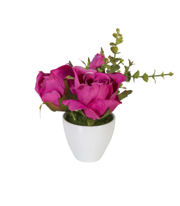 Roosad roosid IN GARDEN, H15cm, valge pott